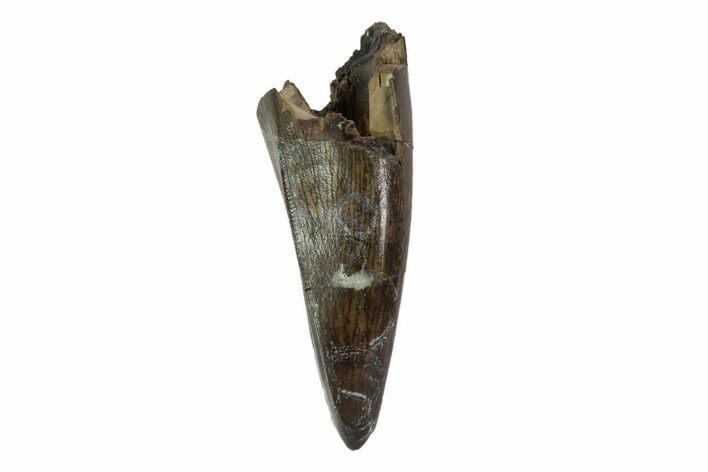 Serrated, Tyrannosaur (Nanotyrannus) Tooth - Montana #97475